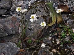 Anaphalioides bellidioides (G. Forst.) Glenny