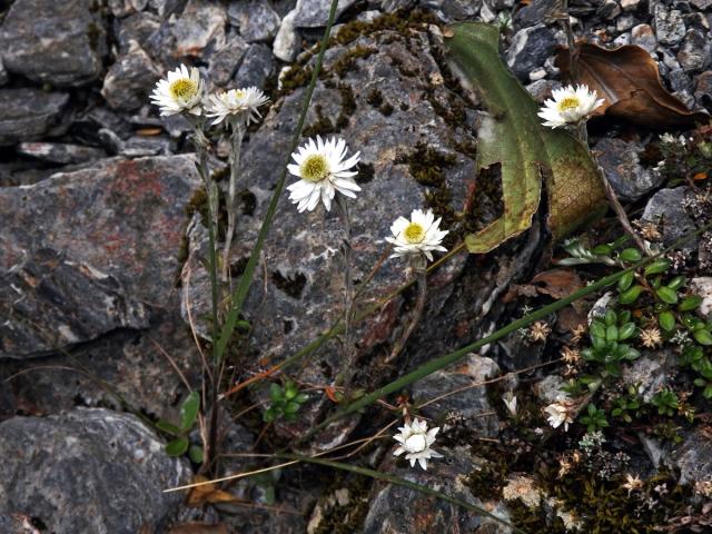 Anaphalioides bellidioides (G. Forst.) Glenny