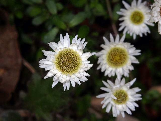 Anaphalioides bellidioides (G. Forst.) Glenny