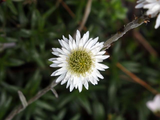 Anaphalioides bellidioides (G. Forst.) Glenny