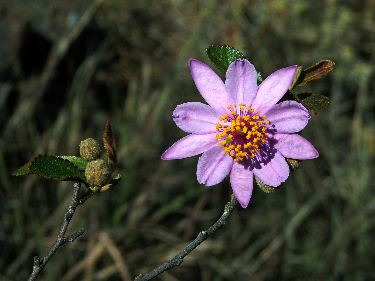 3_Slézovité: Blahokamýk (Grewia)