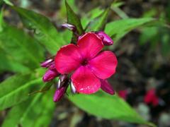 Plamenka latnatá (Phlox paniculata L.) s čtyřčetným květem (23)