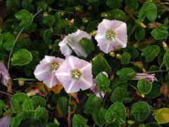 Opletník (Calystegia soldanella (L.) R. Br.)