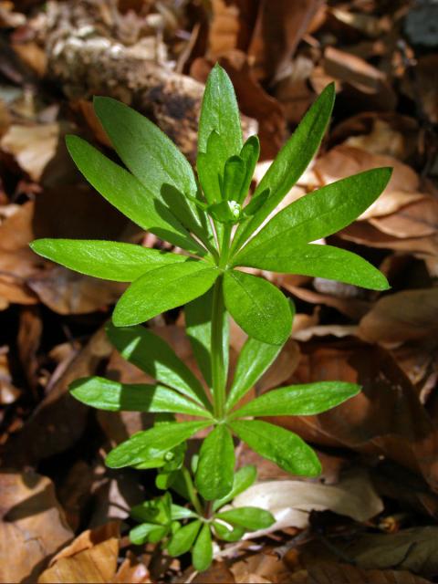 Svízel vonný = Mařinka vonná (Galium odoratum (L.) Scop.)