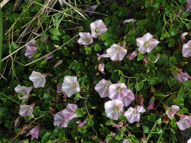 Opletník (Calystegia soldanella (L.) R. Br.)