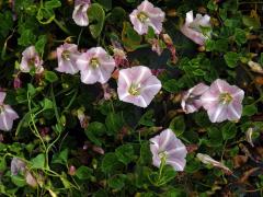 Opletník (Calystegia soldanella (L.) R. Br.)