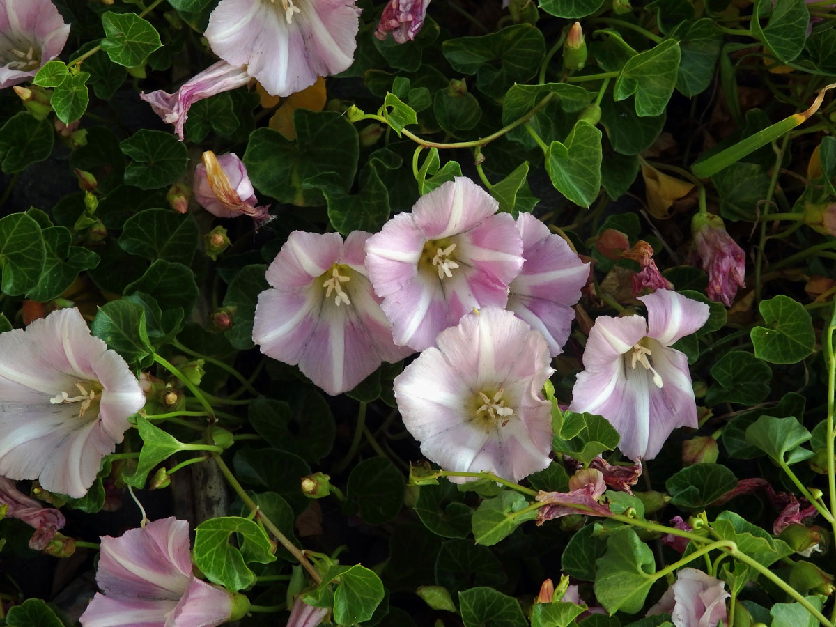 Opletník (Calystegia soldanella (L.) R. Br.)