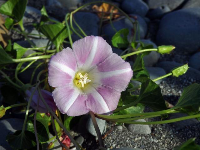 Opletník (Calystegia soldanella (L.) R. Br.)