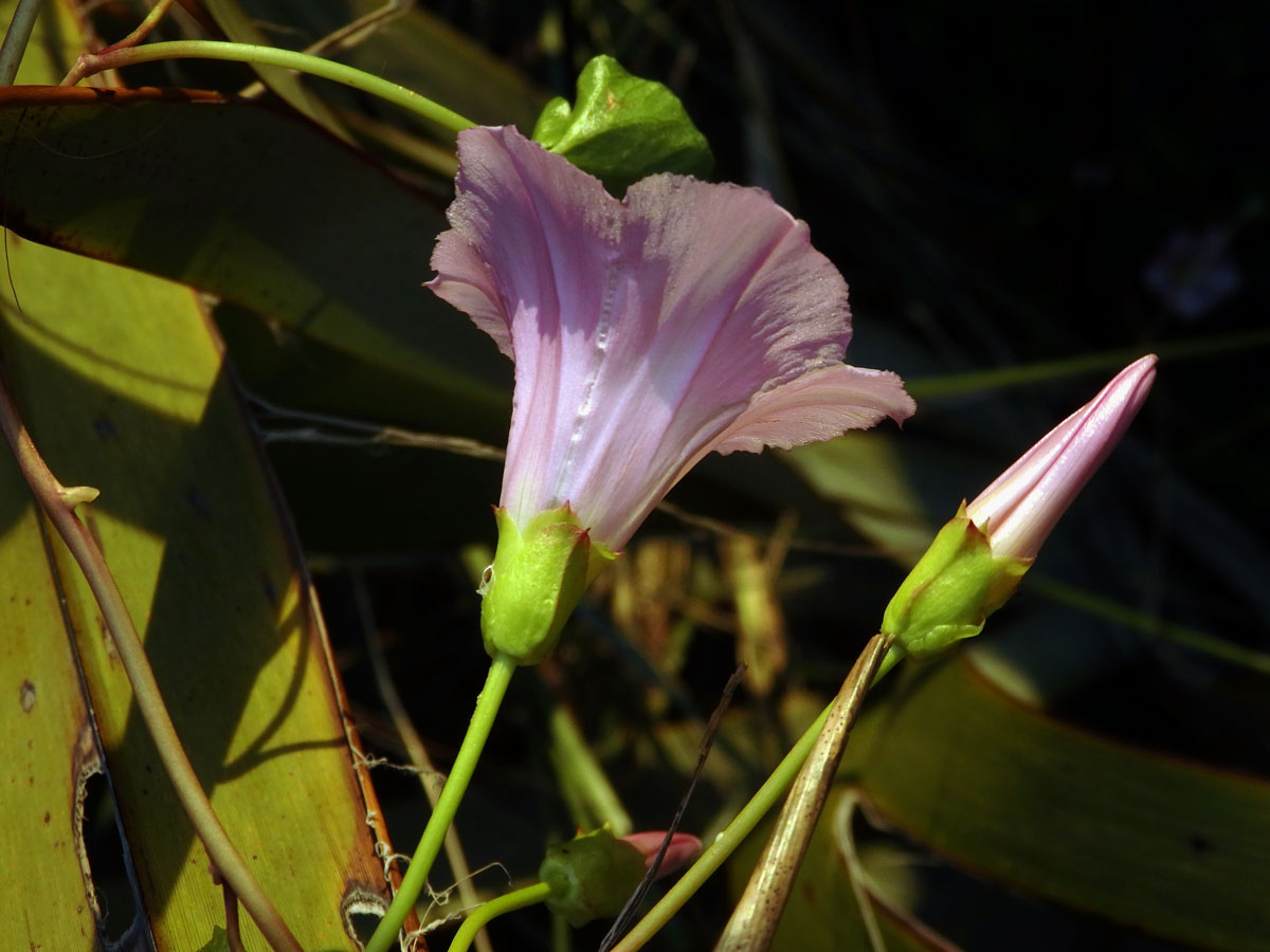 Opletník (Calystegia soldanella (L.) R. Br.)