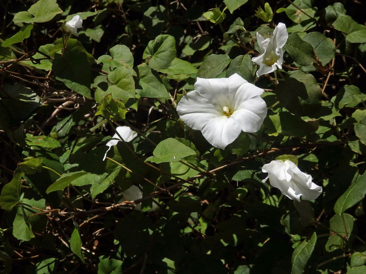 Opletník (Calystegia tuguriorum R. Br. ex Hook. f.)