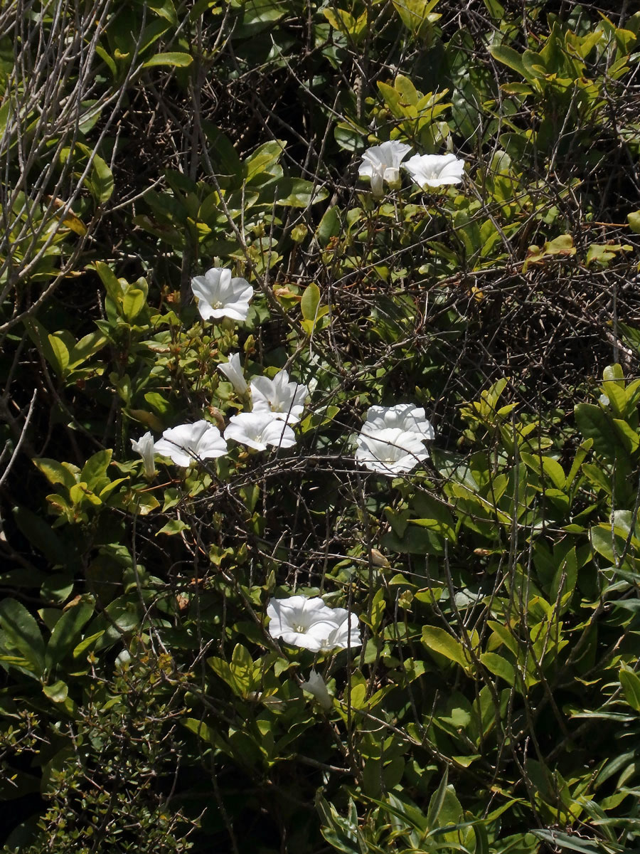 Opletník (Calystegia tuguriorum R. Br. ex Hook. f.)