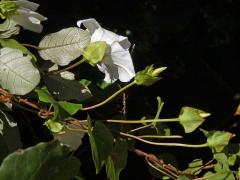 Opletník (Calystegia tuguriorum R. Br. ex Hook. f.)