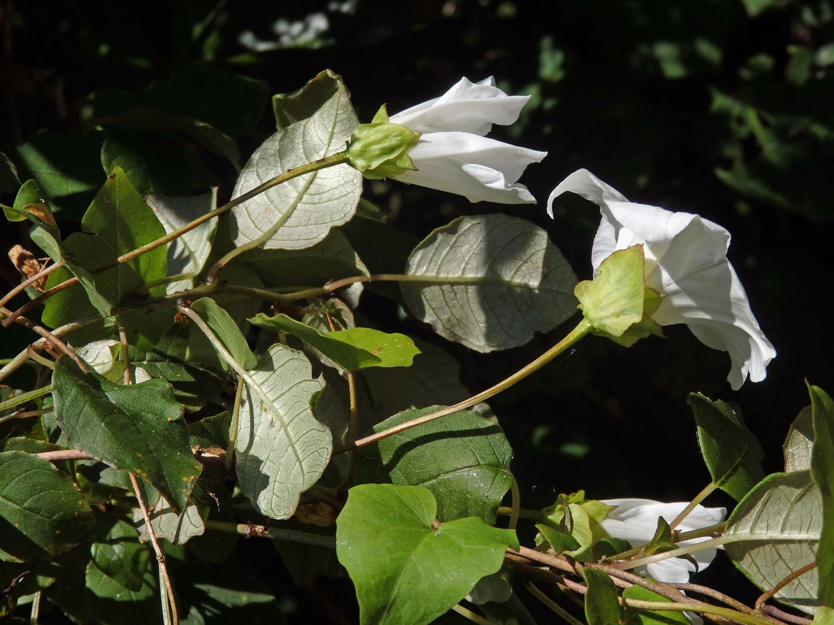 Opletník (Calystegia tuguriorum R. Br. ex Hook. f.)