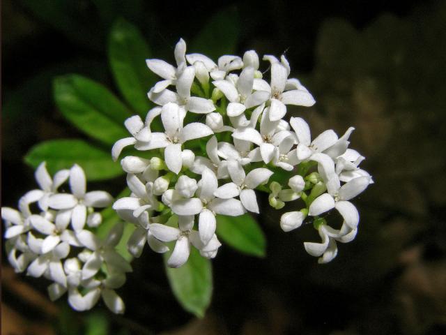 Svízel vonný = Mařinka vonná (Galium odoratum (L.) Scop.)