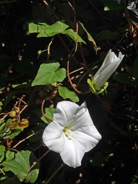 Opletník (Calystegia tuguriorum R. Br. ex Hook. f.)