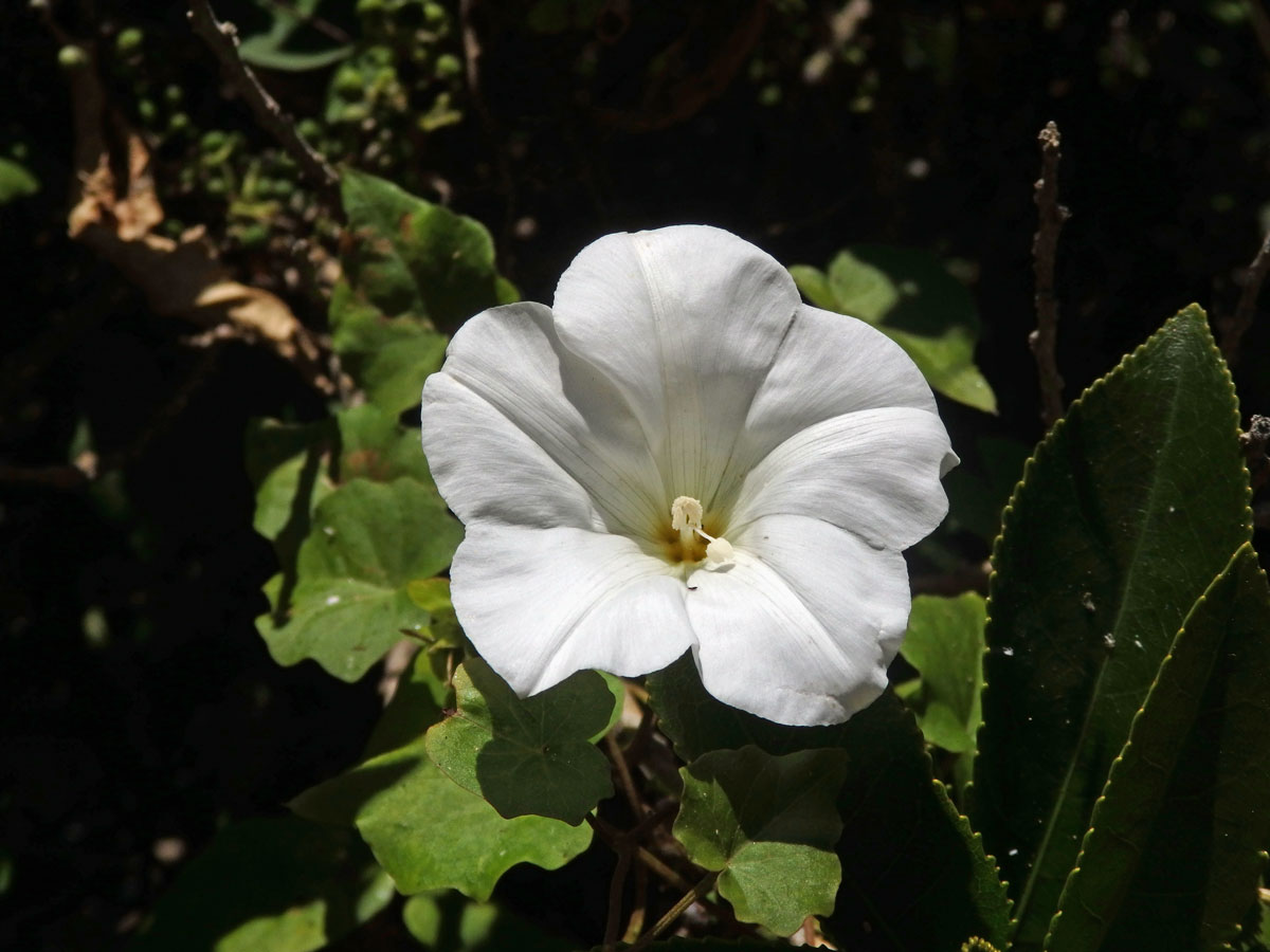 Opletník (Calystegia tuguriorum R. Br. ex Hook. f.)