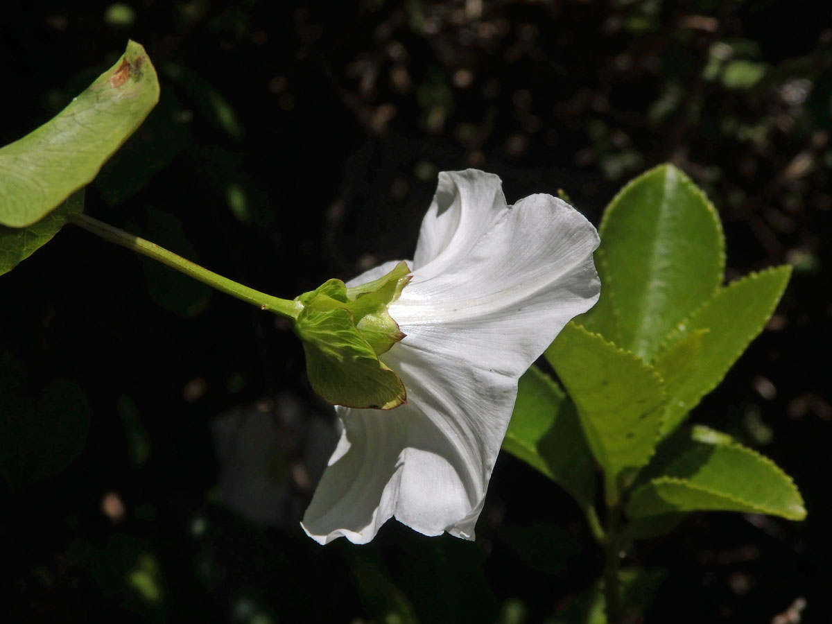 Opletník (Calystegia tuguriorum R. Br. ex Hook. f.)