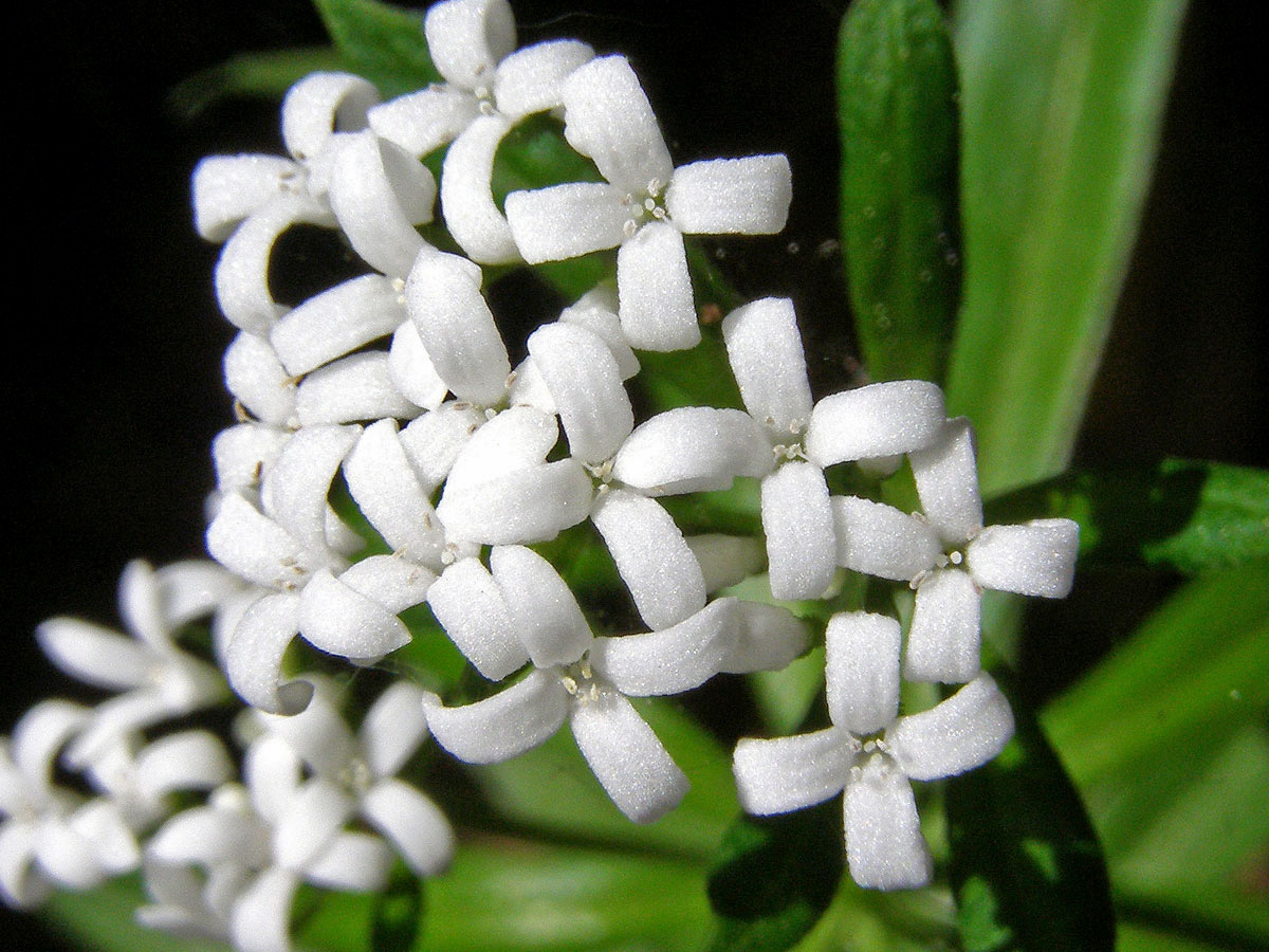 Svízel vonný = Mařinka vonná (Galium odoratum (L.) Scop.)