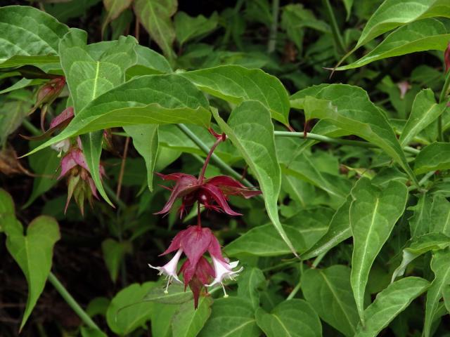 Leycesteria formosa Wallich