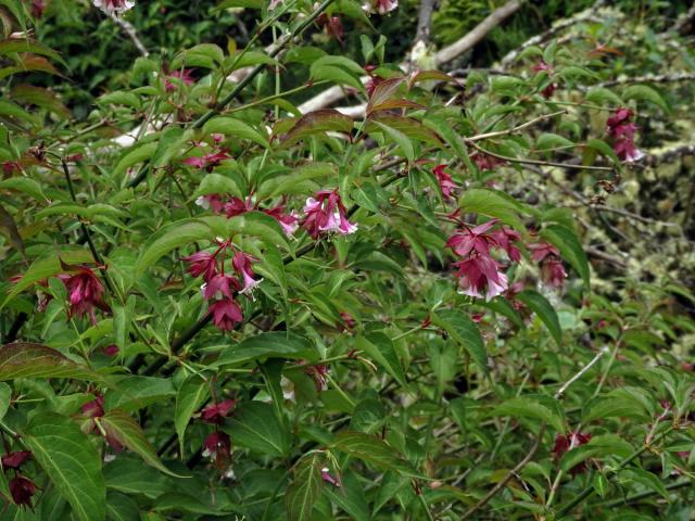 Leycesteria formosa Wallich