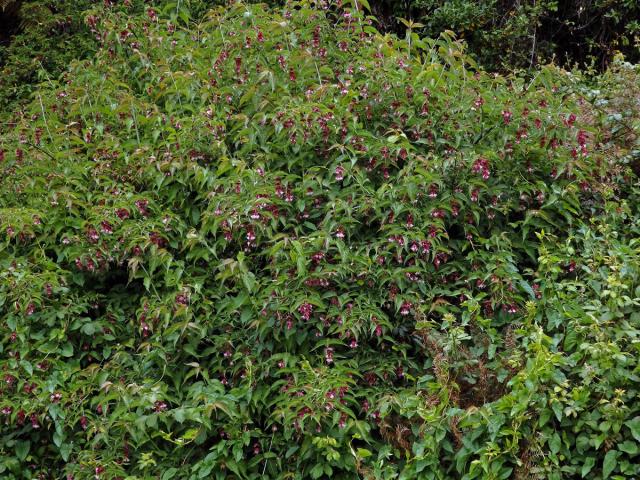 Leycesteria formosa Wallich