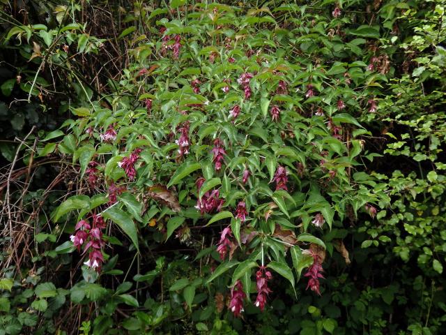 Leycesteria formosa Wallich