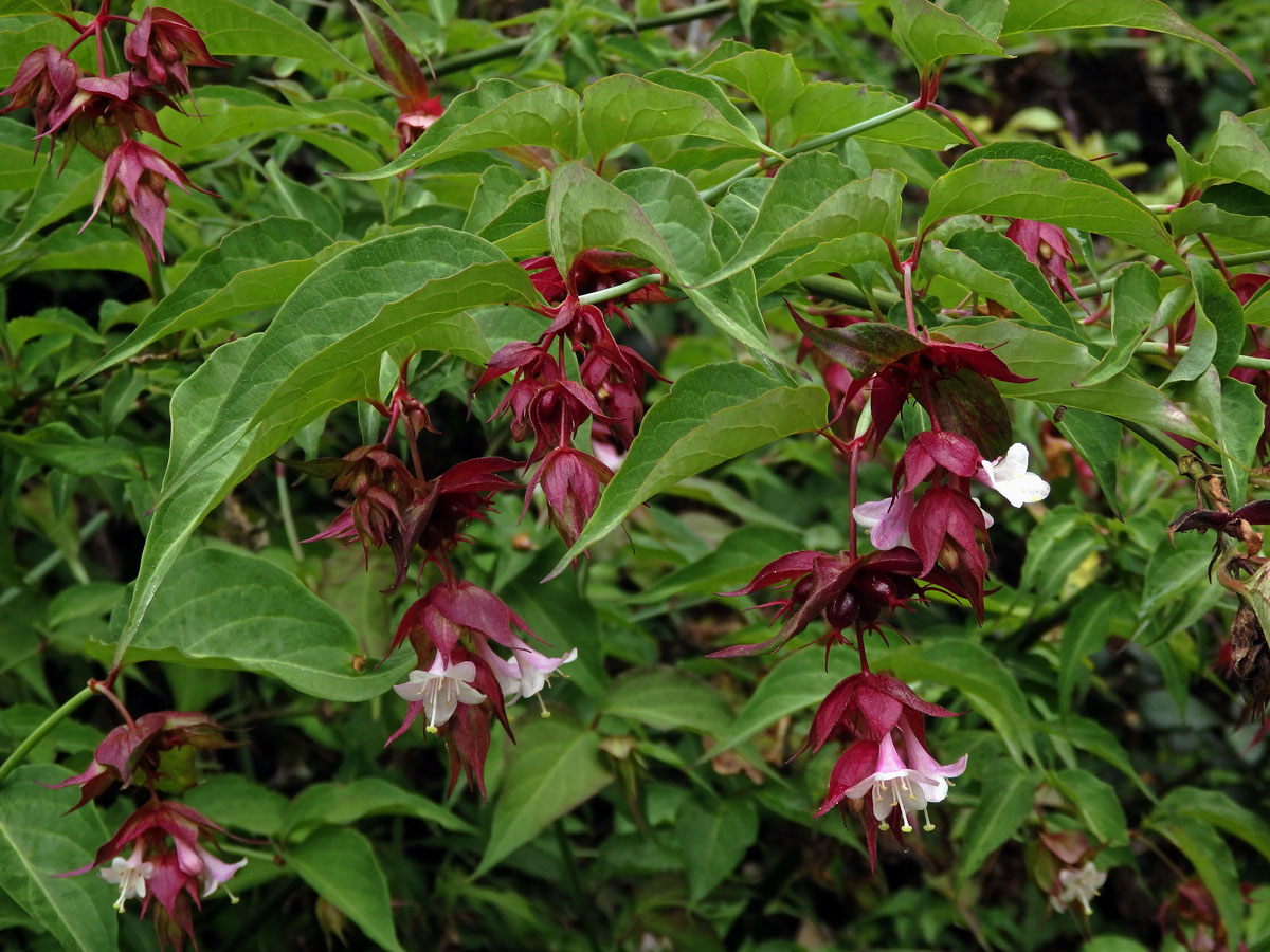 Leycesteria formosa Wallich