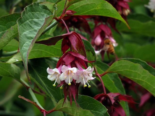 Leycesteria formosa Wallich