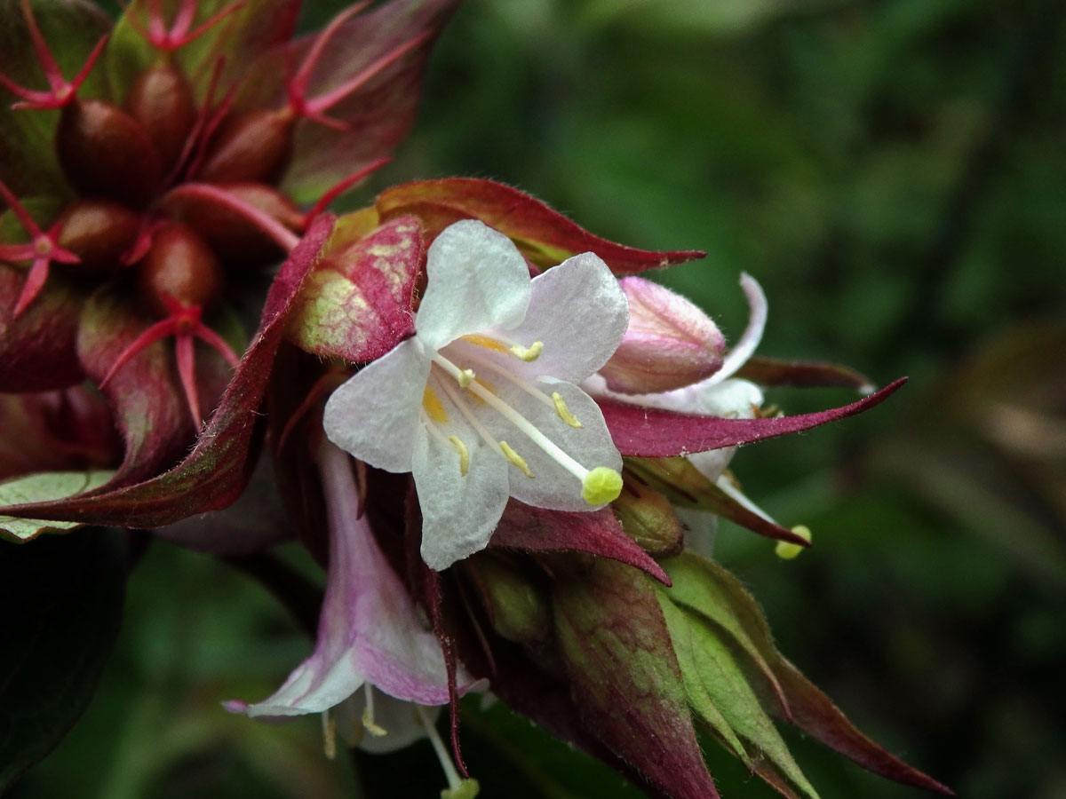 Leycesteria formosa Wallich