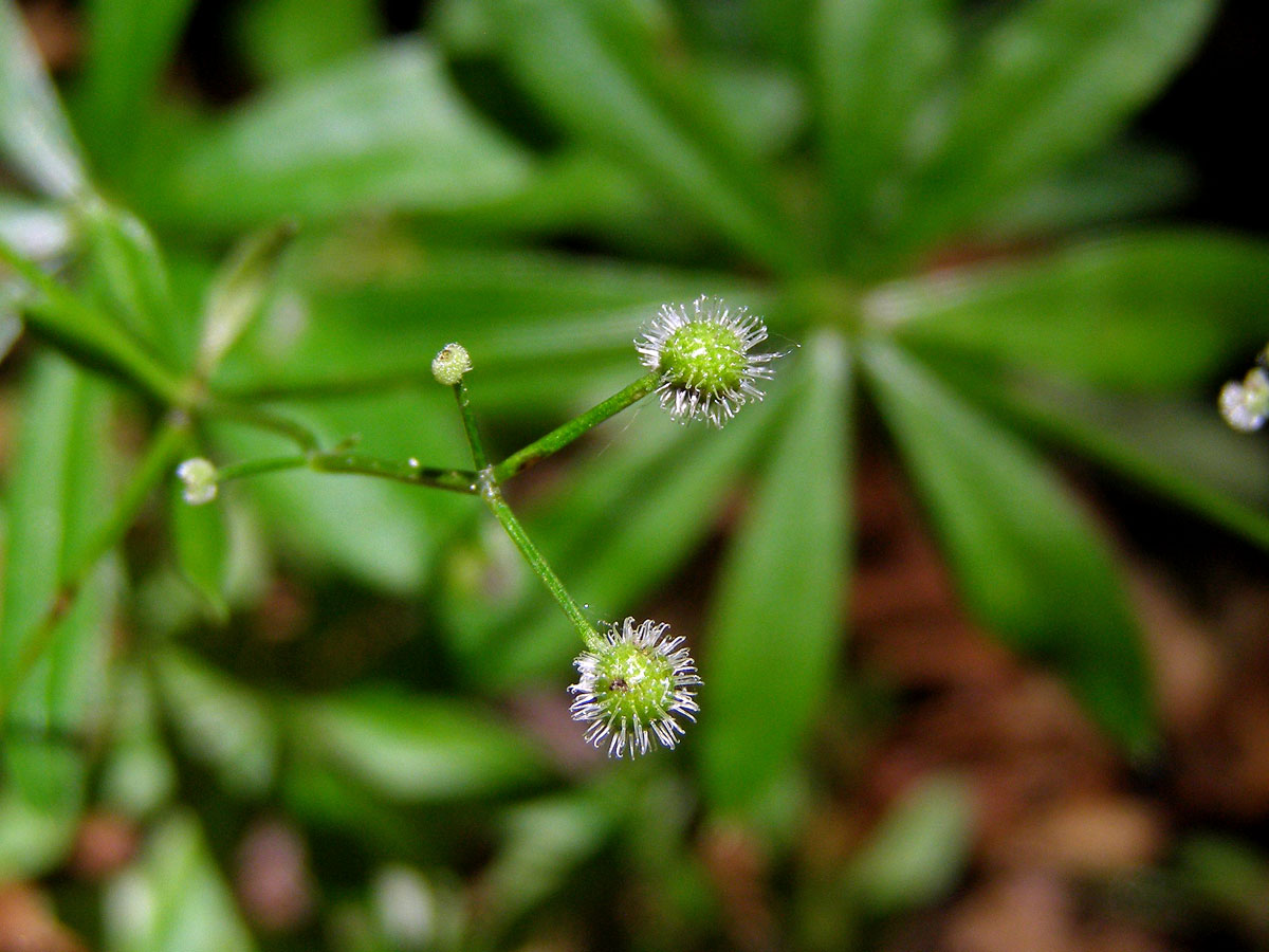 Svízel vonný = Mařinka vonná (Galium odoratum (L.) Scop.)