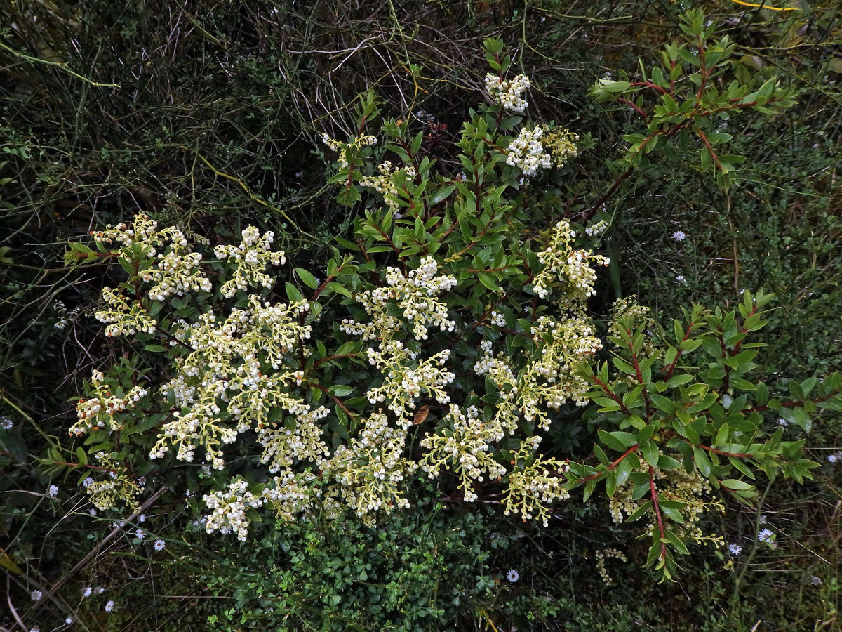 Libavka (Gaultheria crassa Allan)