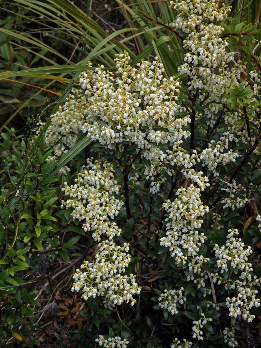 Libavka (Gaultheria crassa Allan)