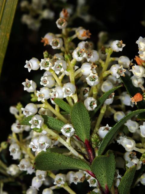 Libavka (Gaultheria crassa Allan)