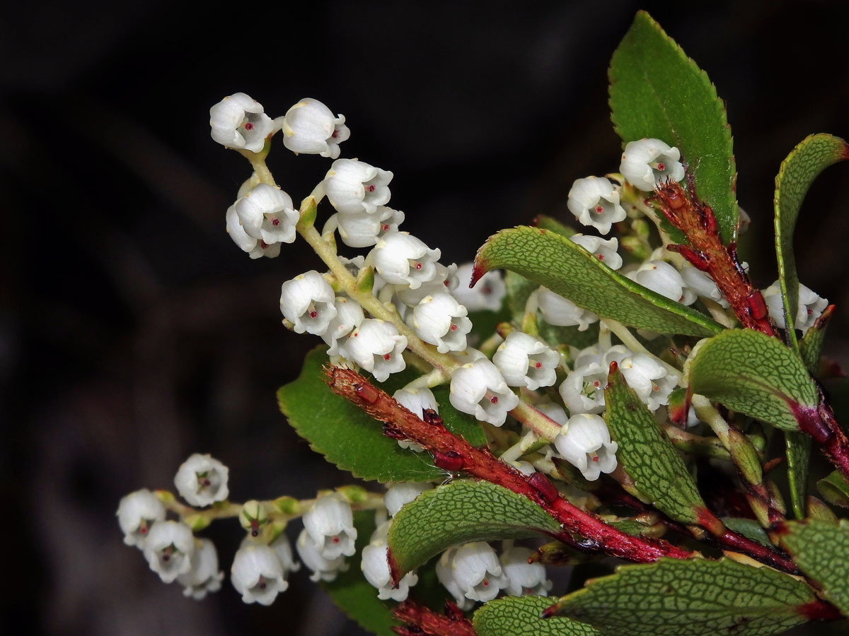 Libavka (Gaultheria crassa Allan)