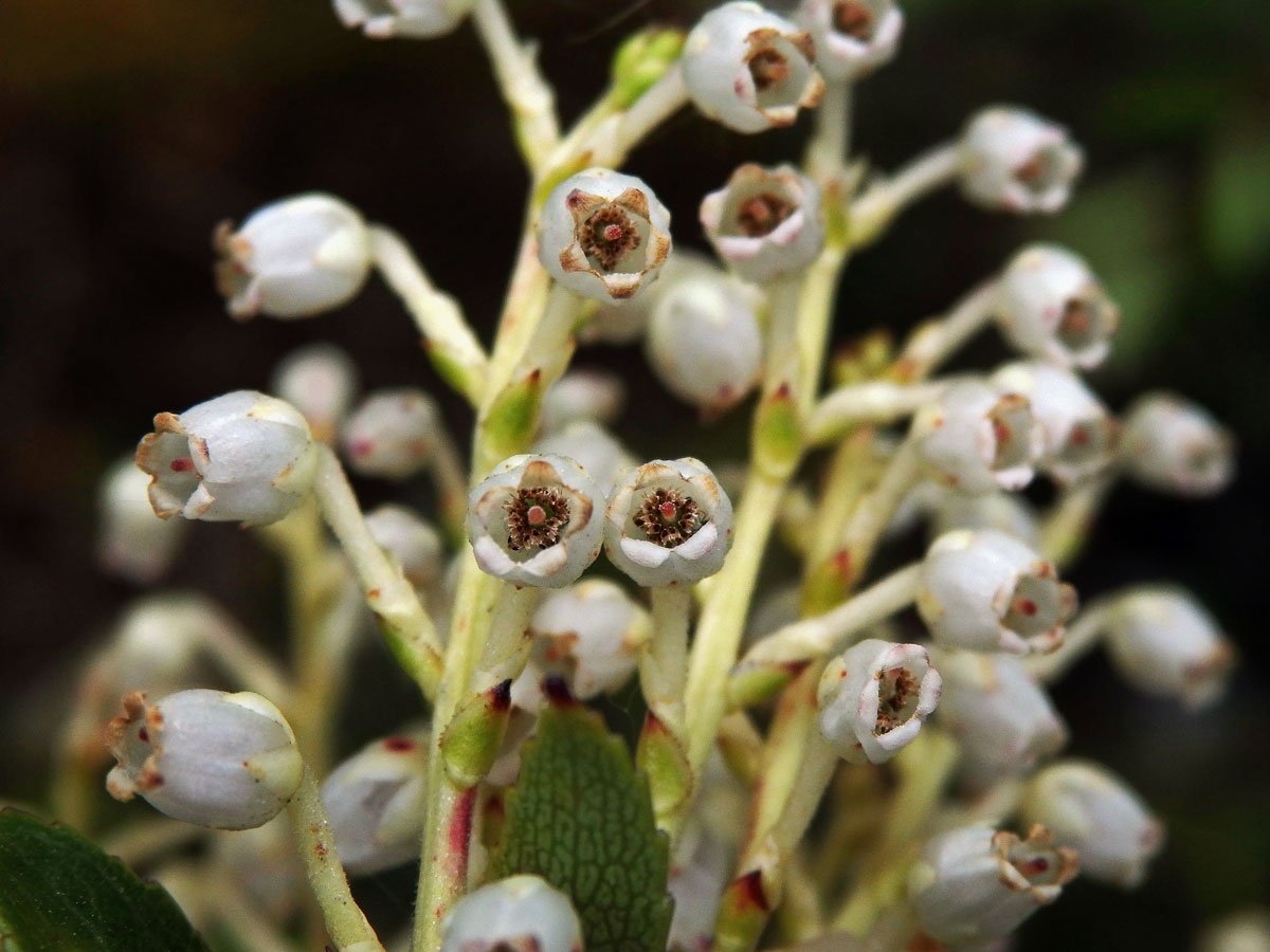 Libavka (Gaultheria crassa Allan)