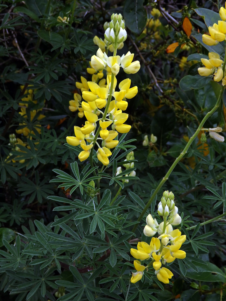 Lupina křovitá (Lupinus arboreus Sims)