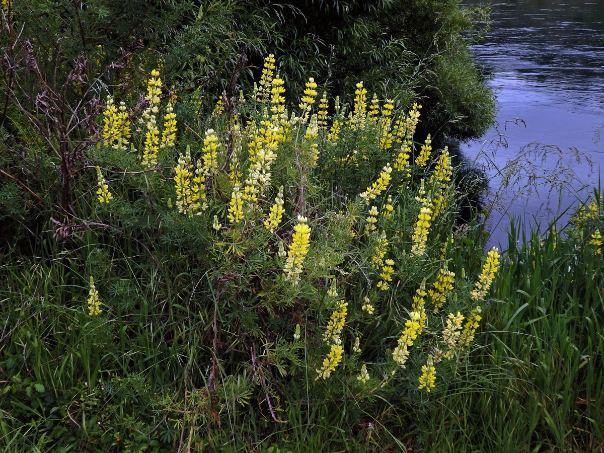 Lupina křovitá (Lupinus arboreus Sims)