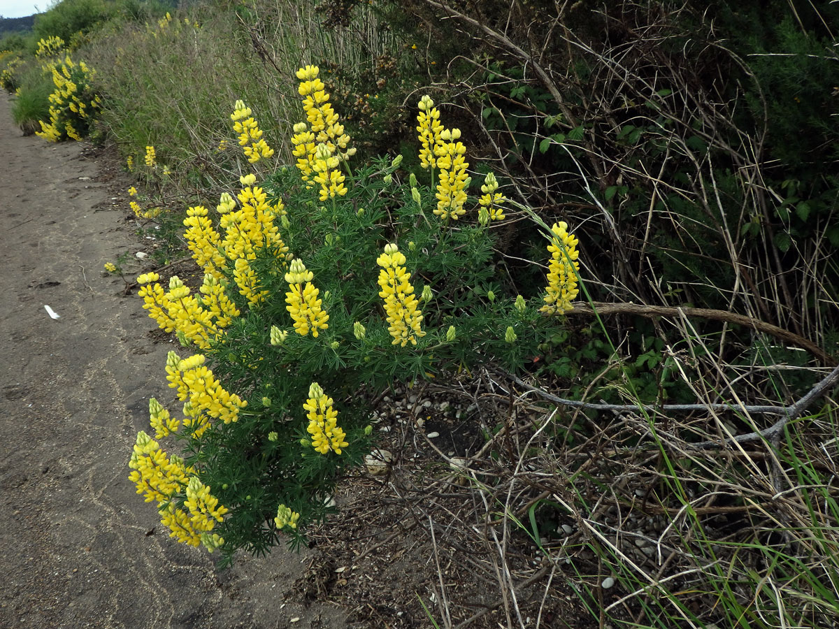 Lupina křovitá (Lupinus arboreus Sims)