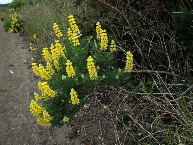 Lupina křovitá (Lupinus arboreus Sims)