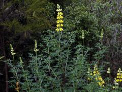 Lupina křovitá (Lupinus arboreus Sims)