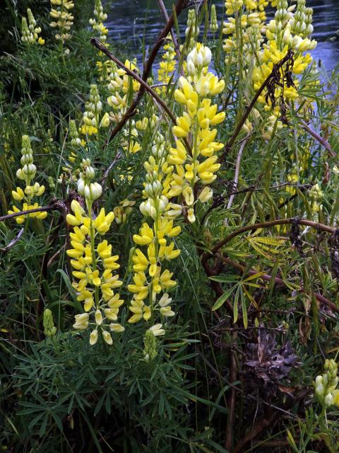 Lupina křovitá (Lupinus arboreus Sims)