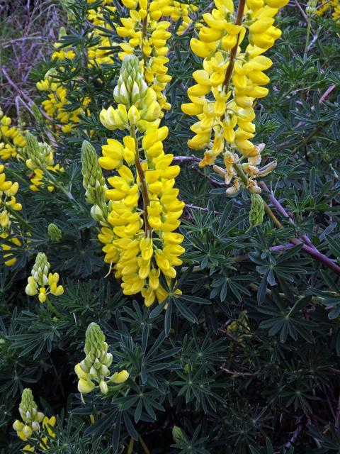 Lupina křovitá (Lupinus arboreus Sims)