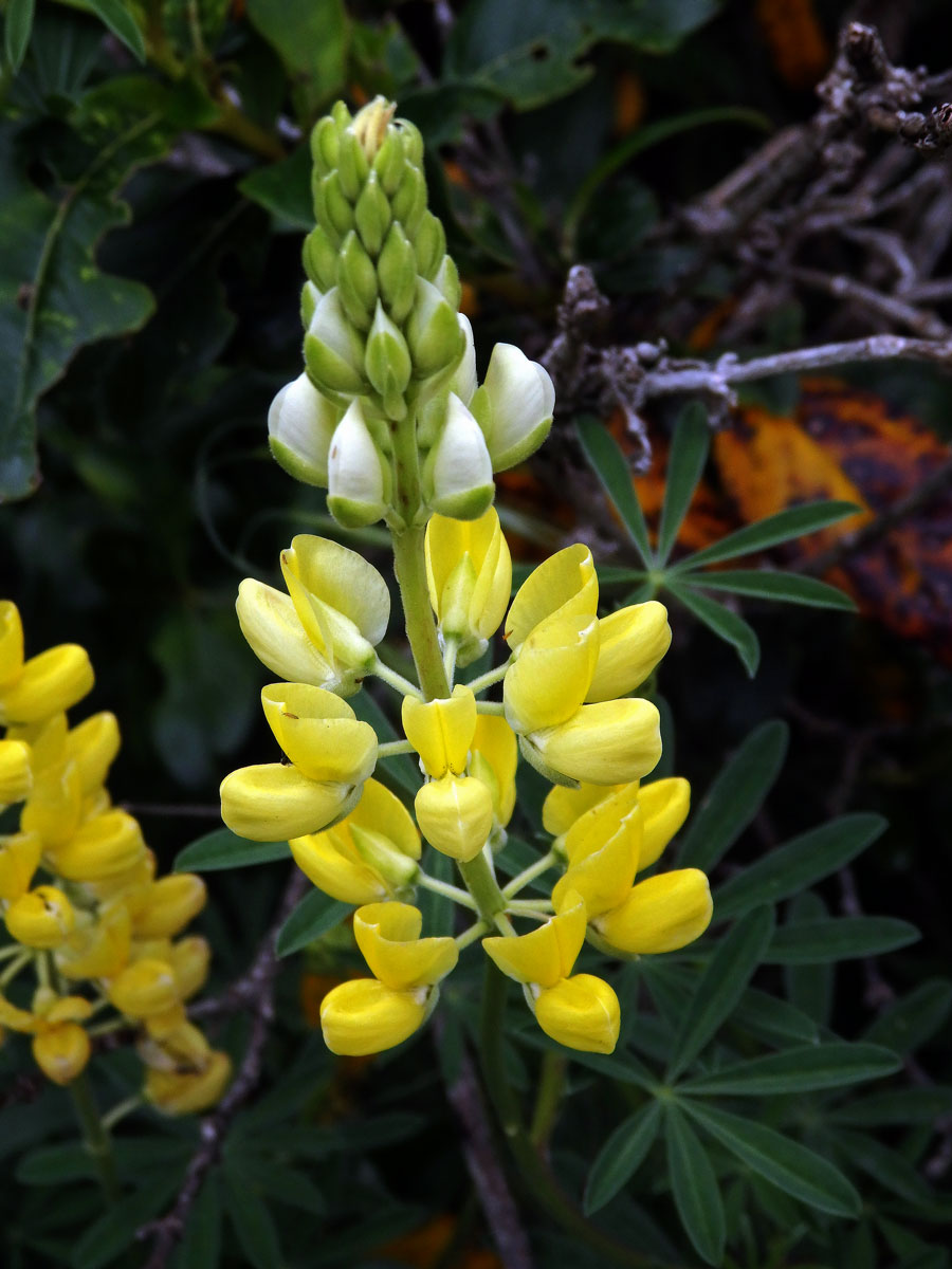 Lupina křovitá (Lupinus arboreus Sims)