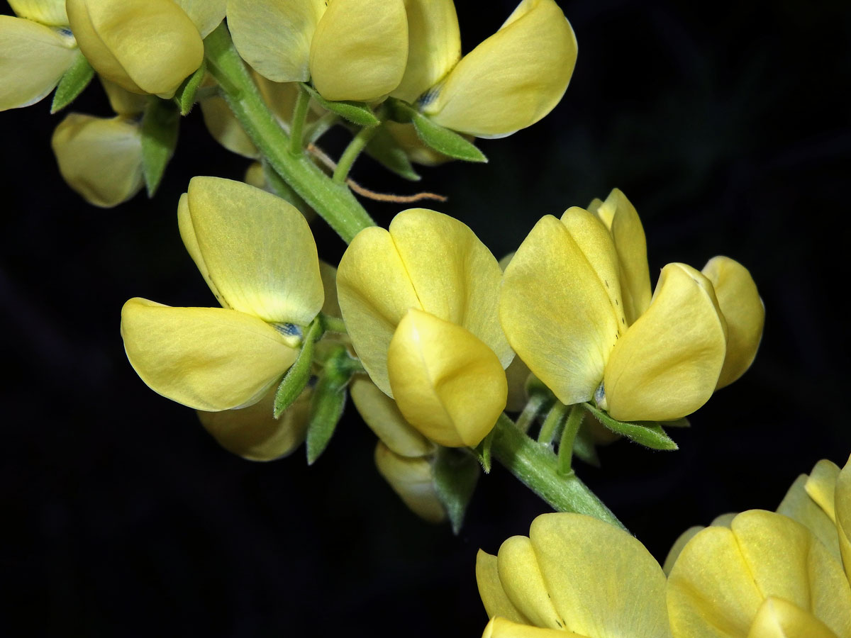 Lupina křovitá (Lupinus arboreus Sims)