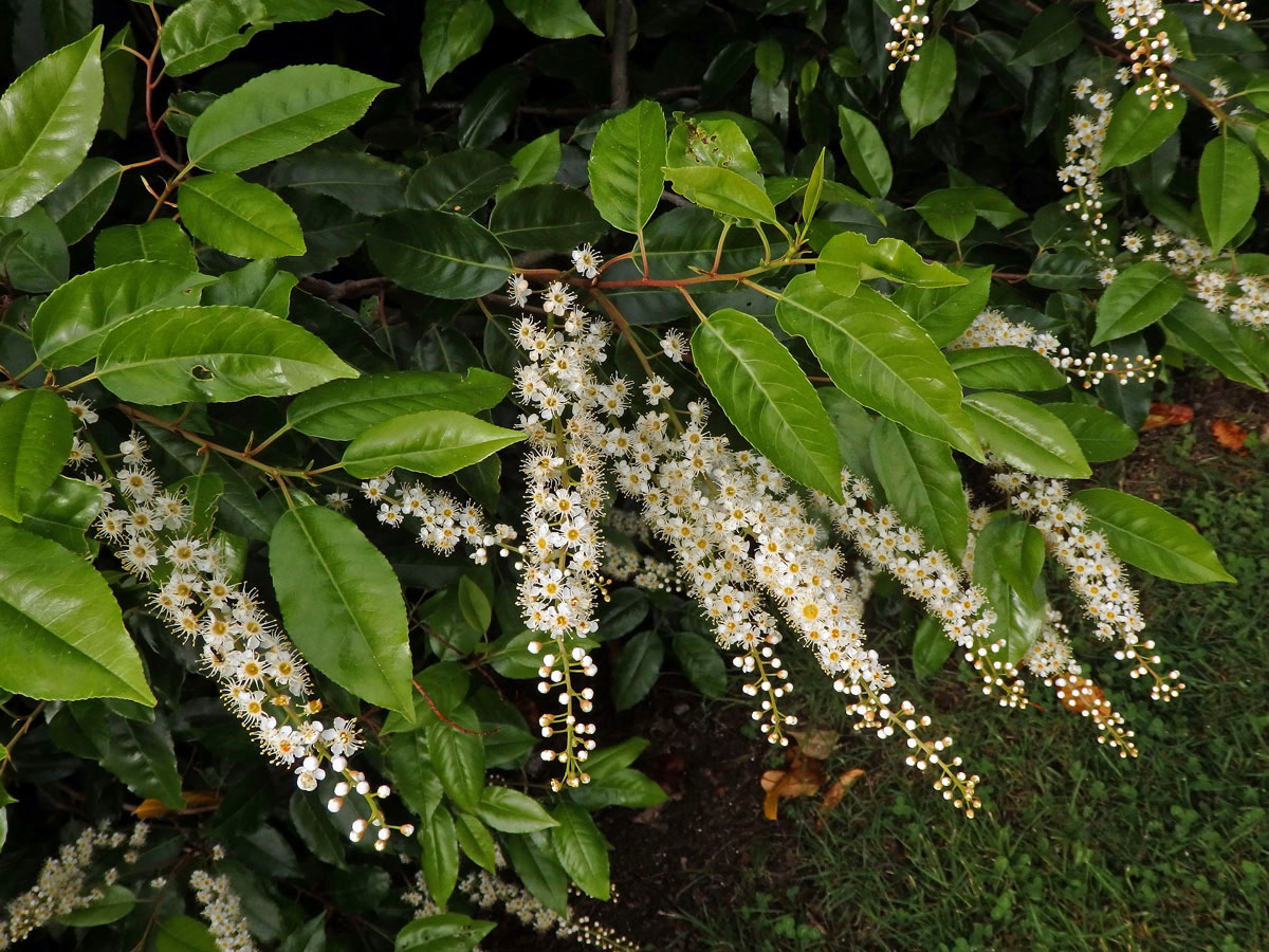 Bobkovišeň portugalská (Prunus lusitanica L.)