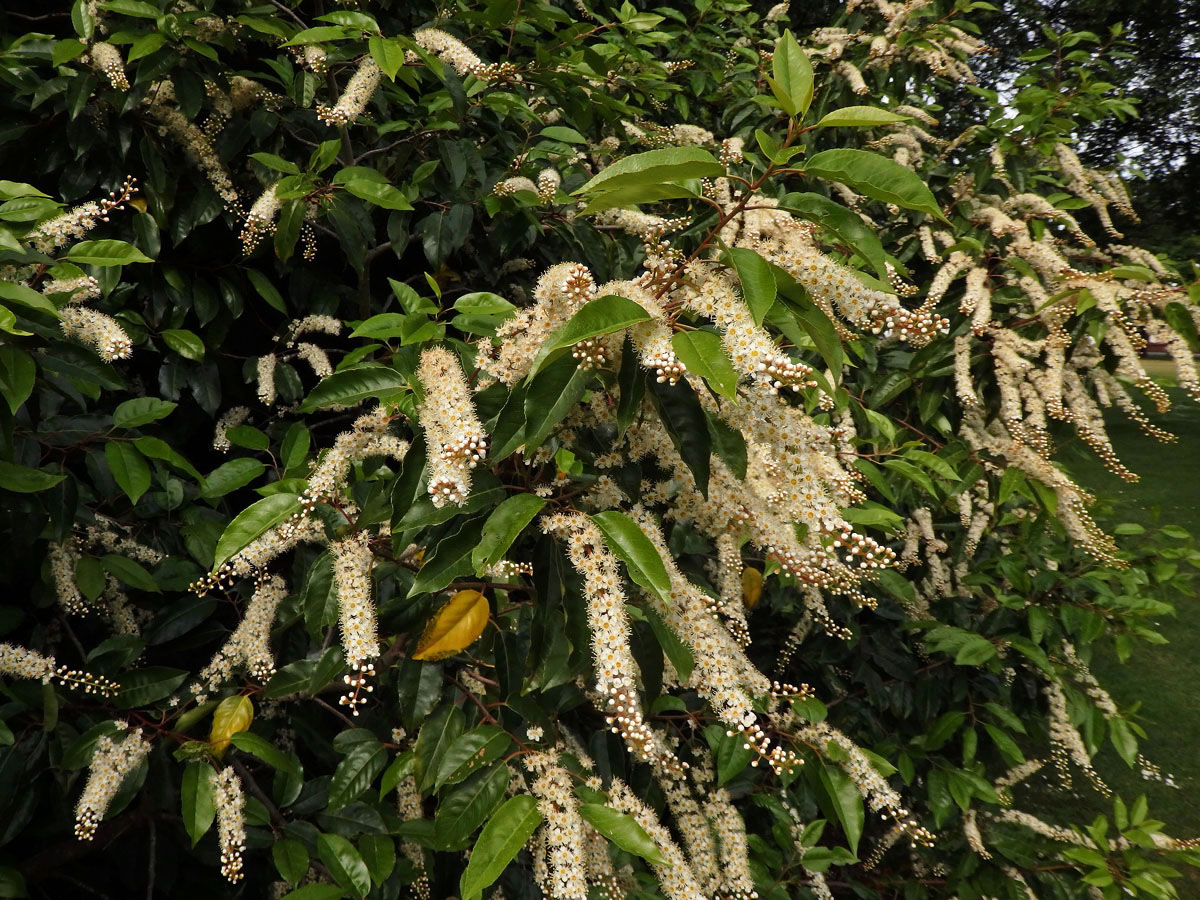 Bobkovišeň portugalská (Prunus lusitanica L.)