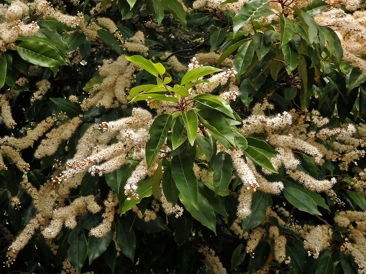 Bobkovišeň portugalská (Prunus lusitanica L.)