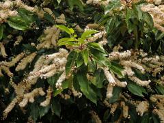 Bobkovišeň portugalská (Prunus lusitanica L.)