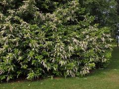 Bobkovišeň portugalská (Prunus lusitanica L.)