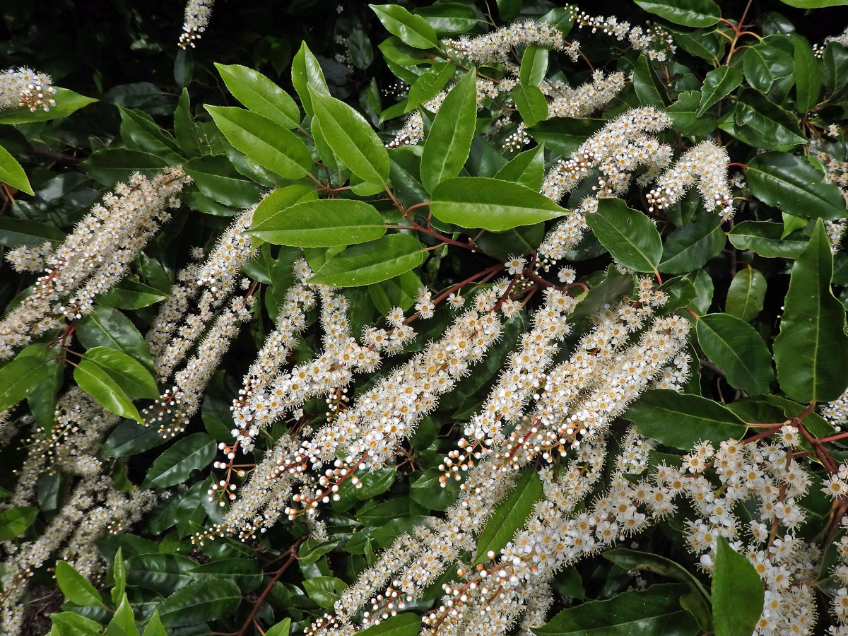 Bobkovišeň portugalská (Prunus lusitanica L.)